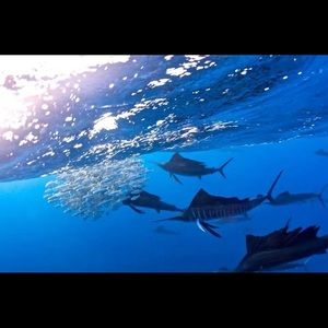 Meet your Posher, Timothy